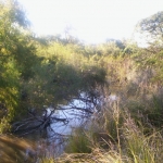 arroyo barranca2