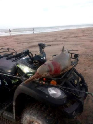 “Primero dijo que el cuatriciclo no era de él y luego aseguró que estaba llevando al delfín a que lo curen”, dijo la mujer sobre el pescador