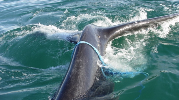 Foto Gentileza Instituto de Conservacin de Ballenas ICB