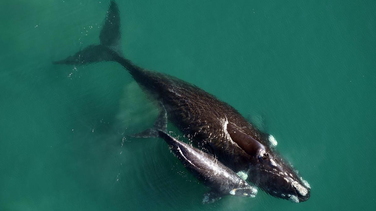 Foto Gentileza Instituto de Conservacin de Ballenas ICB