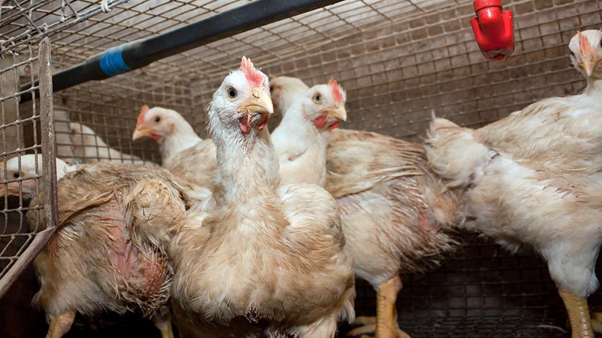 Los casos de gripe aviar en seres humanos suelen ser por exposicin directa o indirecta a aves de corral infectadas vivas o muertas