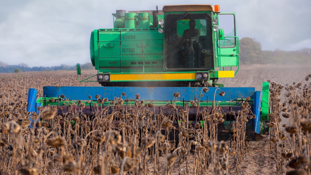 La cosecha de girasol fue la ms grande desde la campaa 200708