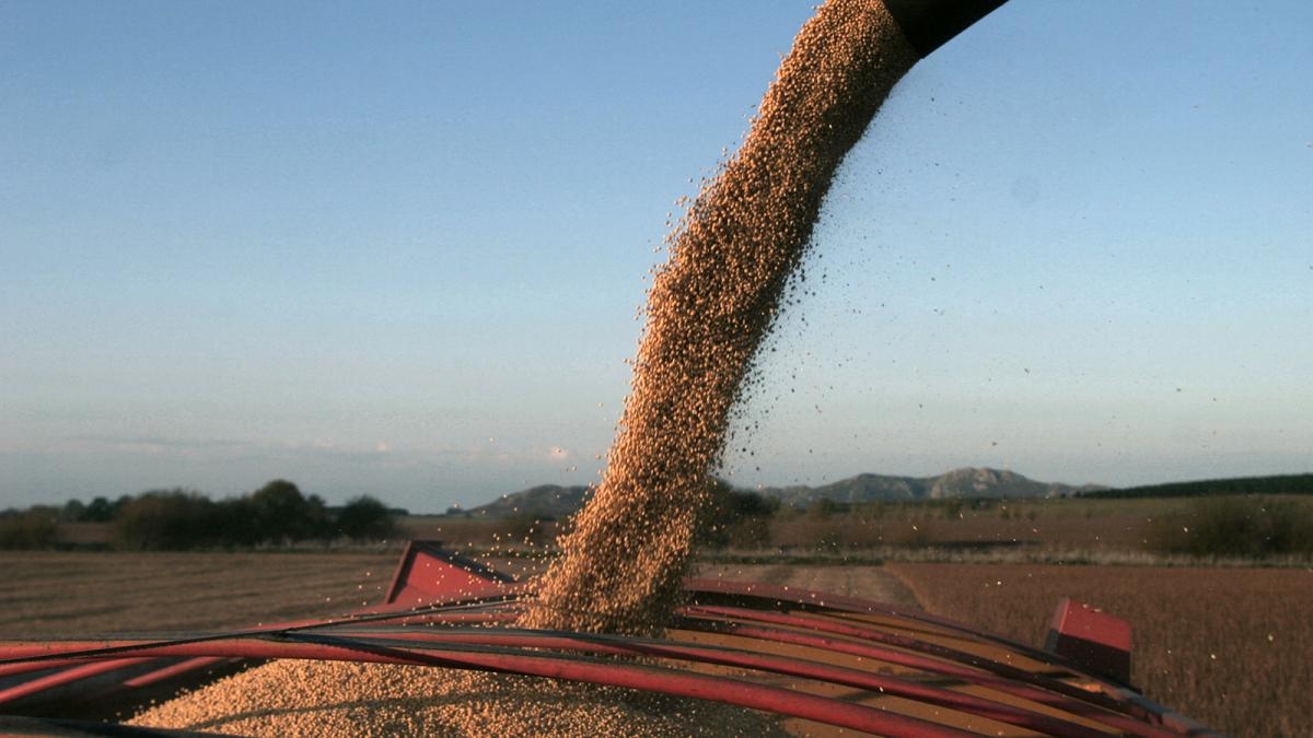 Las cosechas de este ao sufrieron una merma importante en todos los rubros Foto Pablo Aeli