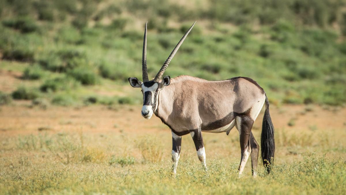 El orix otra de las especies en peligro Foto 123rf