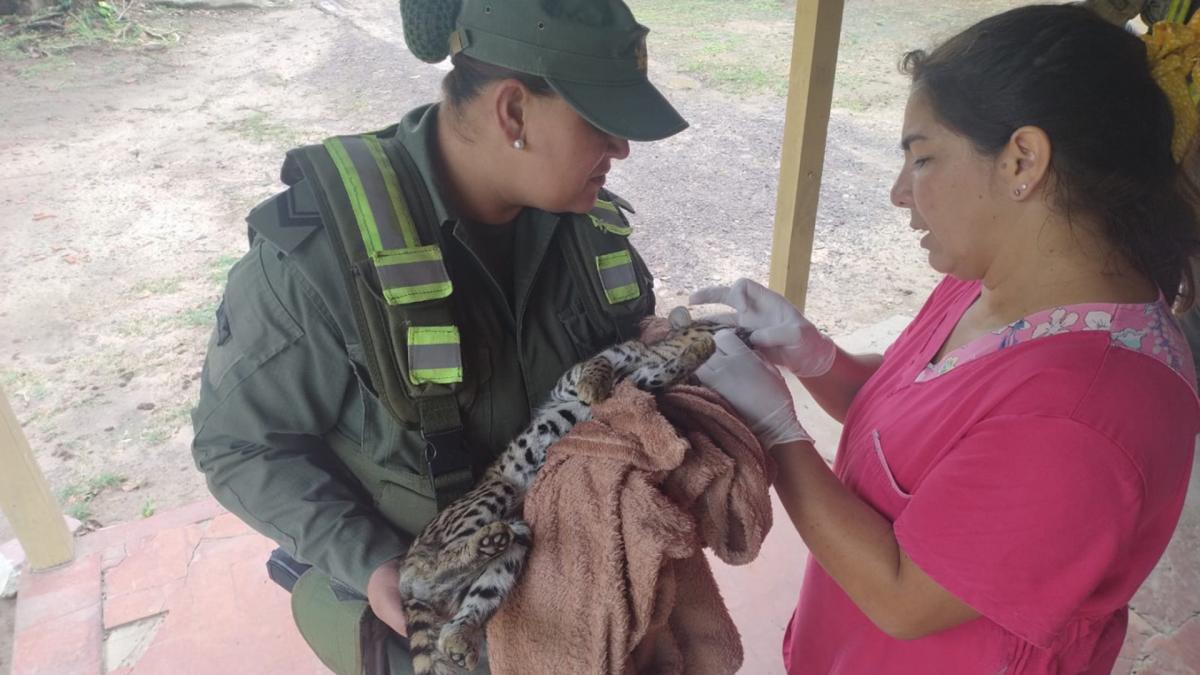 Efectivos de Gendarmera rescataron un gato onza que deambulaba herido por un campo de Formosa Foto Prensa Gendarmera