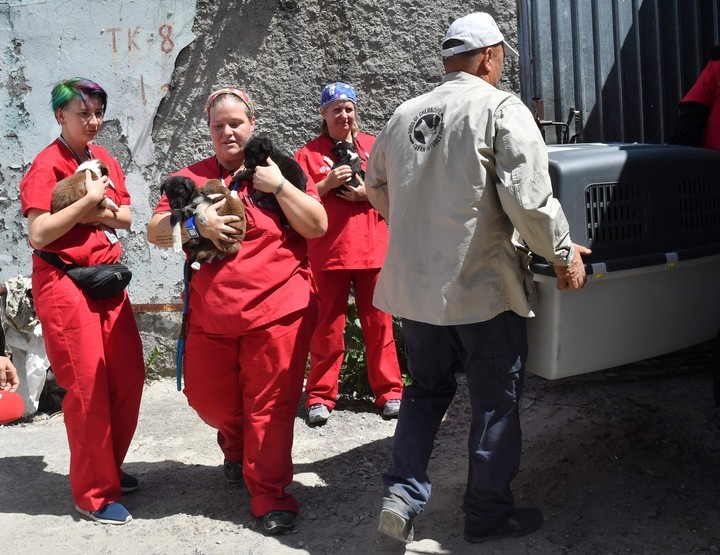 Un grupo de rescatistas se lleva perros de la ZEC. Foto: AFP