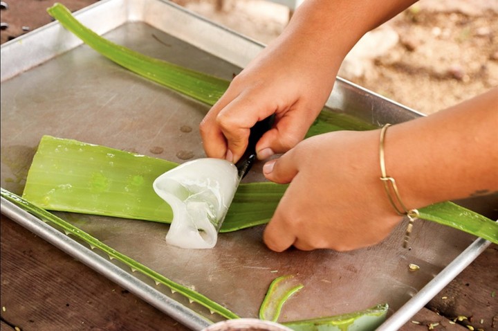 Cómo sacar el gel interno de la hoja de aloe vera con un cuchillo. 