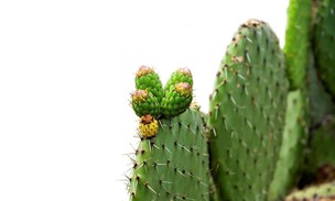 El nopal es originario de México y América Central. Se usan sus frutos y sus hojas. Foto: Clarín.