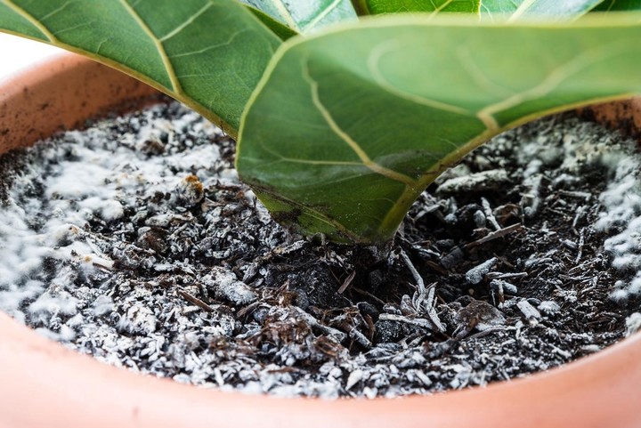 Los hongos de las plantas también pueden propagarse en la tierra.