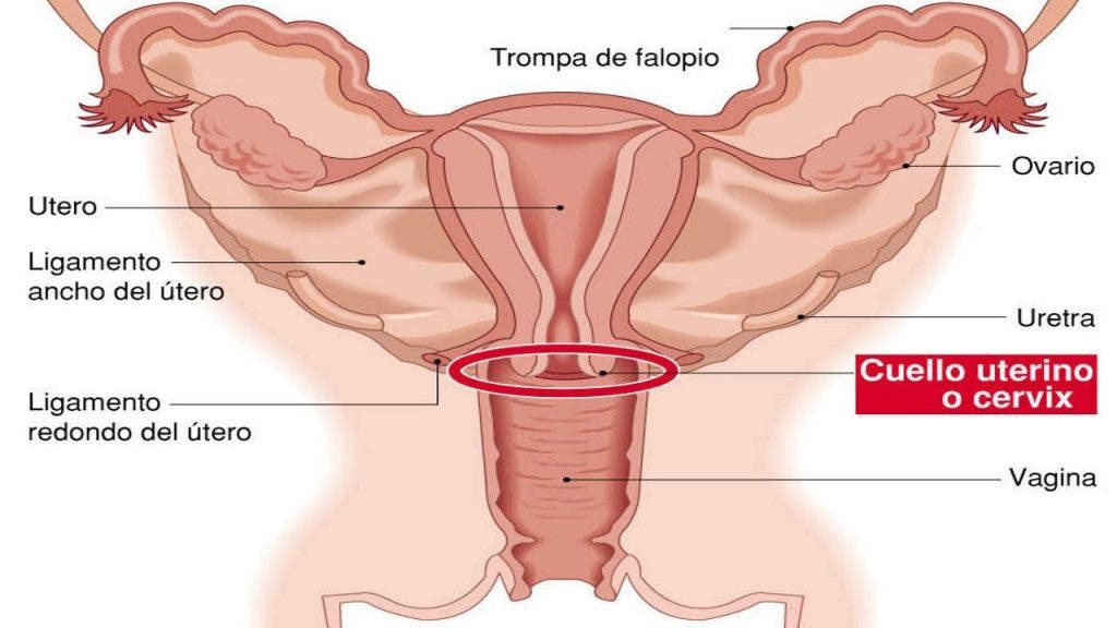 Aparato reproductor femenino