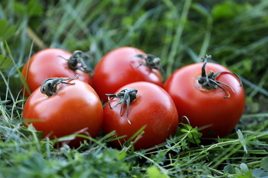 alimentación salud