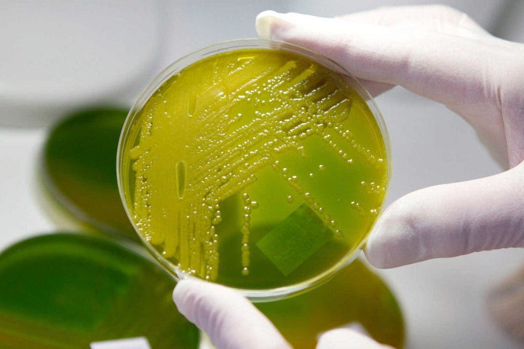 bacterias multirresistentes