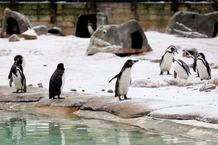 Pingüinos en el zoológico de Londres, este martes. Foto EFE