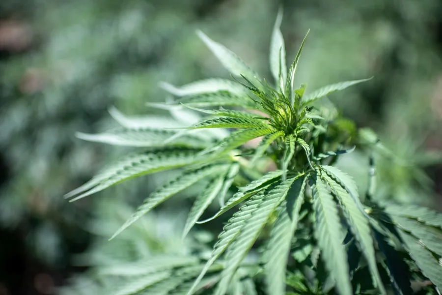 decálogo psiquiatras salud mental