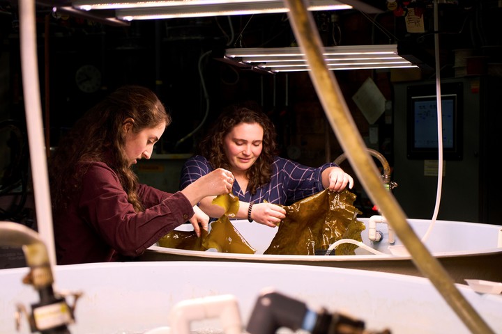Investigadoras del Instituto Oceanográfico de Woods Hole analizan trozos de kelp en el laboratorio. Foto: AP 