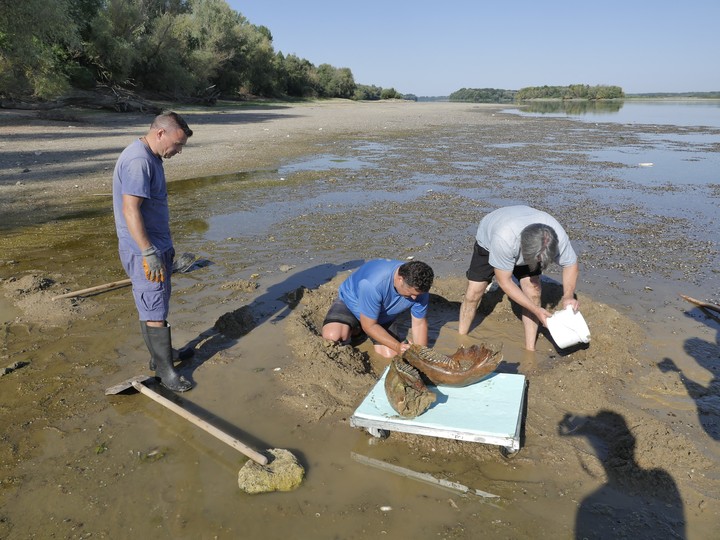 Los especialistas identificaron una mandíbula, fragmentos de colmillos, parte de una escápula y un fémur. Foto: ROUSSE REGIONAL HISTORICAL MUSEUM / AFP