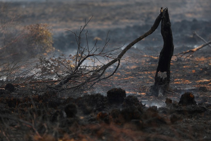 Un bosque arrasado por el fuego en Waimes, Bélgica. Foto: REUTERS  