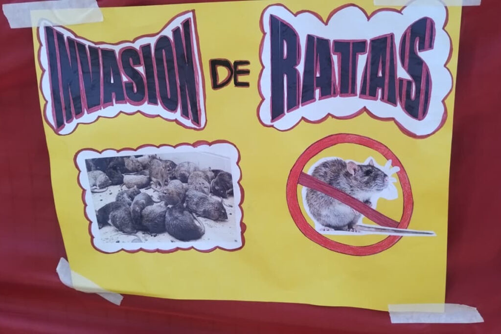 Por tercer día consecutivo las familias no envían a sus hijos a una escuela porteña por invasión de roedores